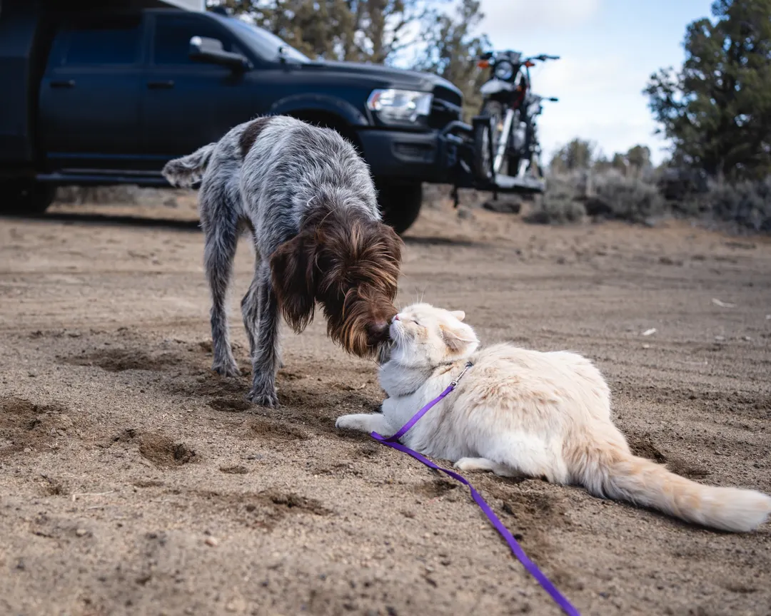 Van Life 101: How to Live on the Road with Your Pets