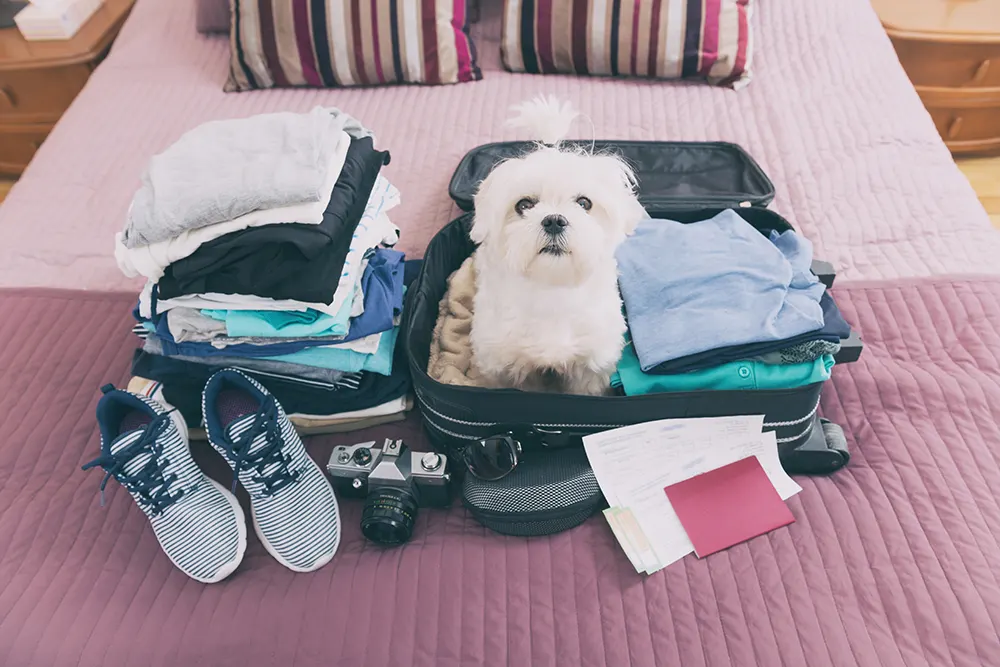 Packing for pets on vacay