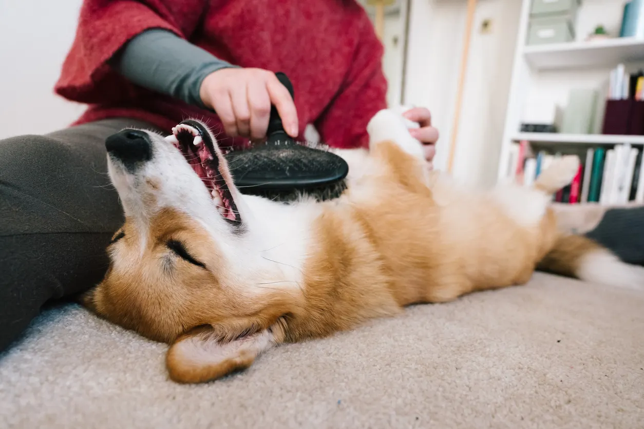 dog gets belly brushed by owner