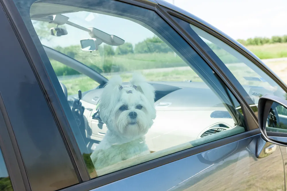 From hot cars to boarding, states seek pet protections