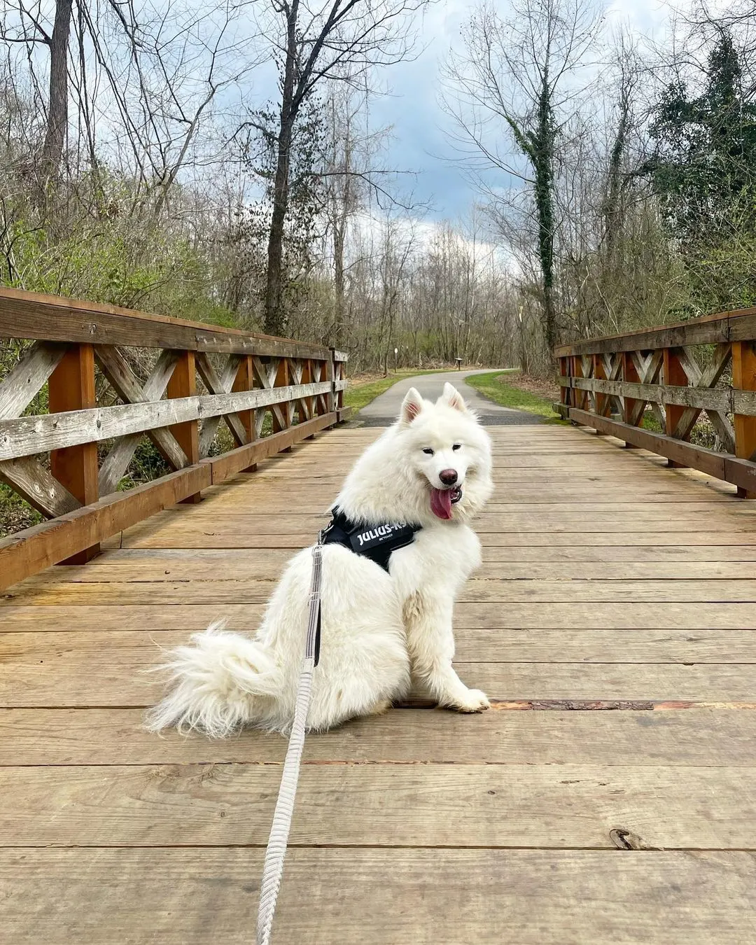 white fluffy dog sitting on bridge over river in nashville