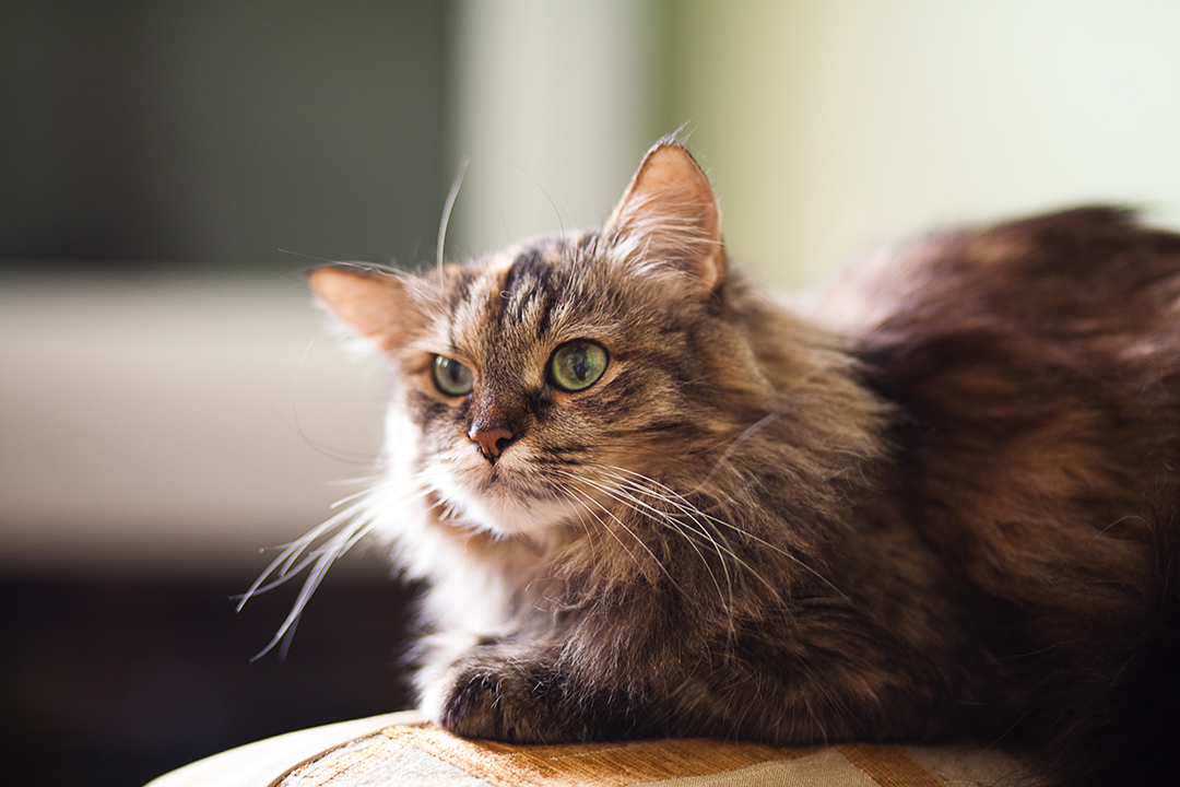 How to help your older cat with arthritis