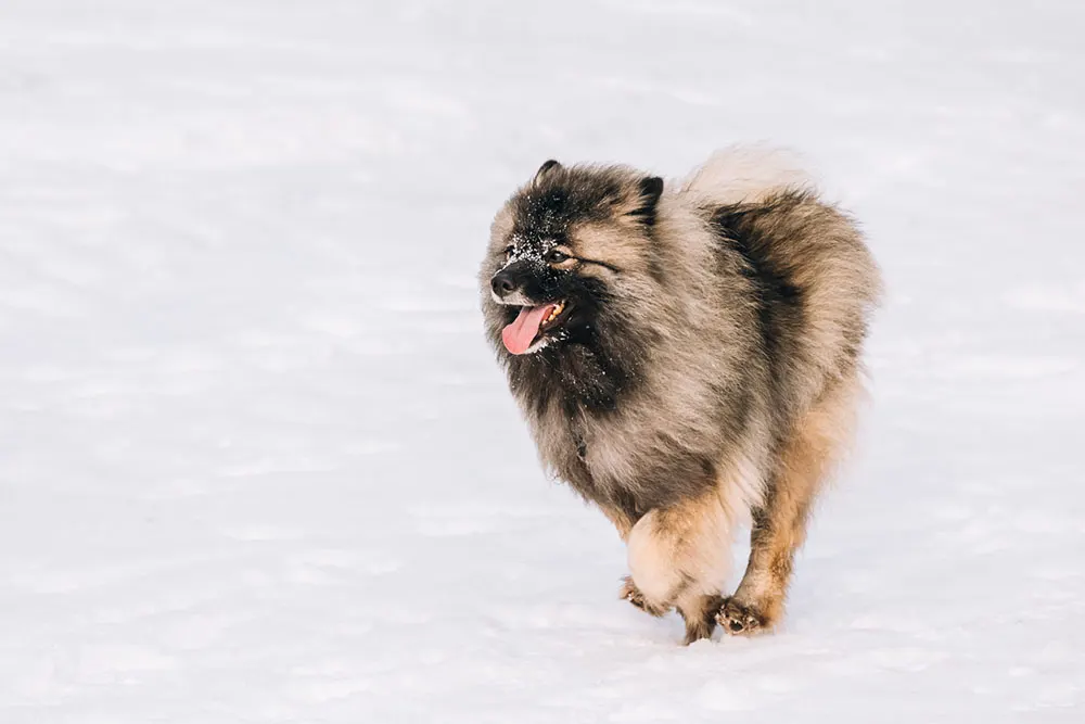Keeshond sitting in snowy bank