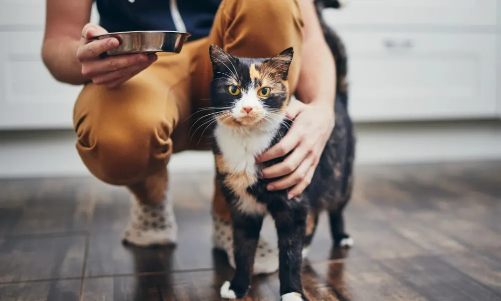 How Often You Should Clean Your Pet’s Food Bowls, According to Experts