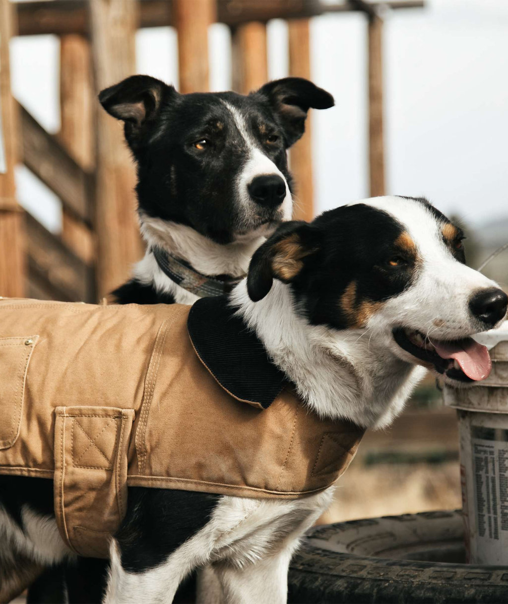 Carhartt dog coat