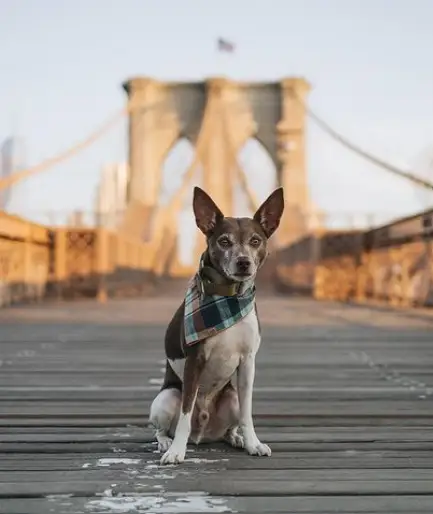dog on brooklyn bridge