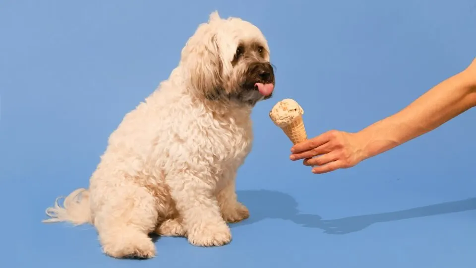 curly haired dog eating ice cream from cone