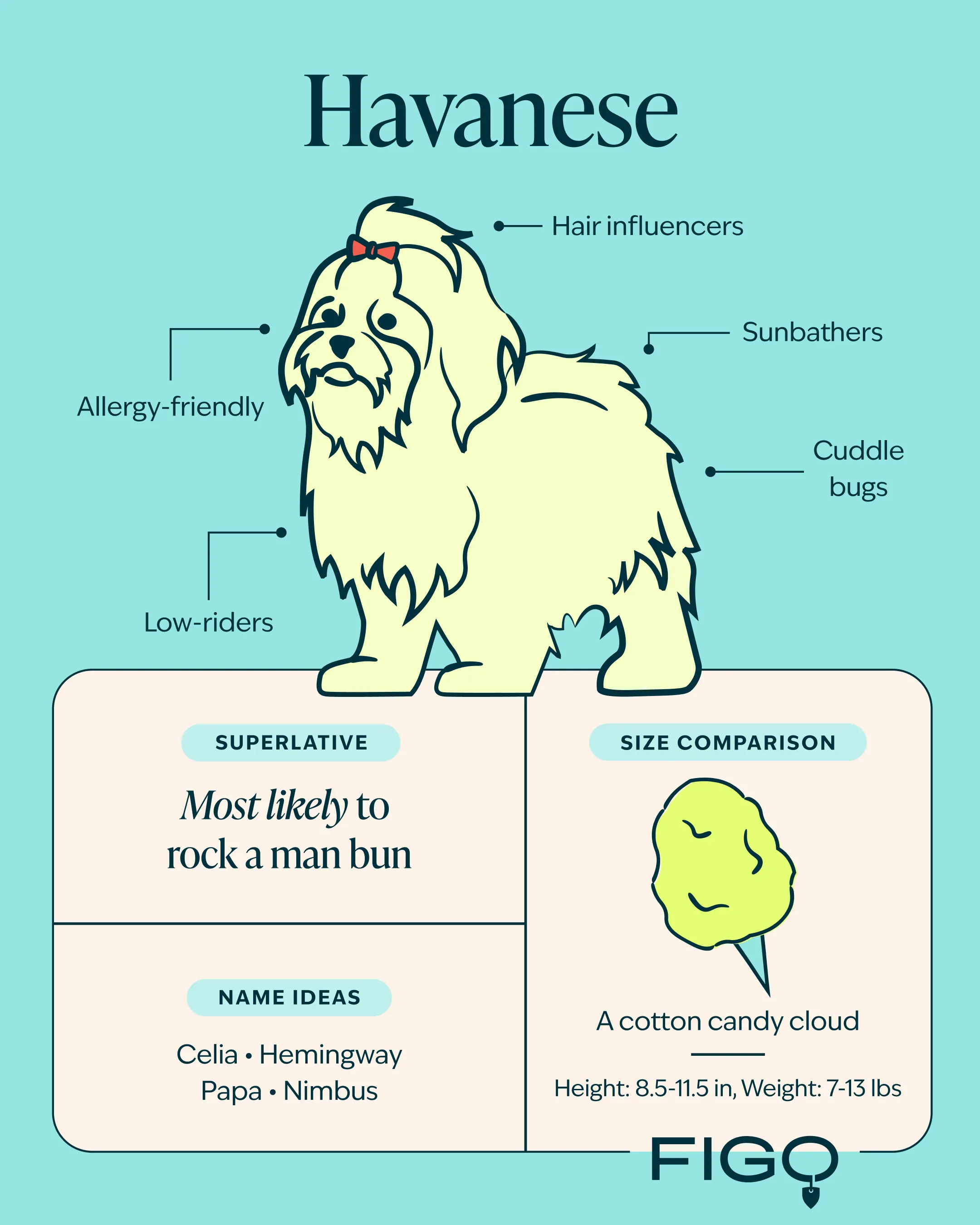 Havanese Breed Guide