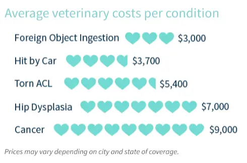 Chart showing the average cost of veterinary procedures