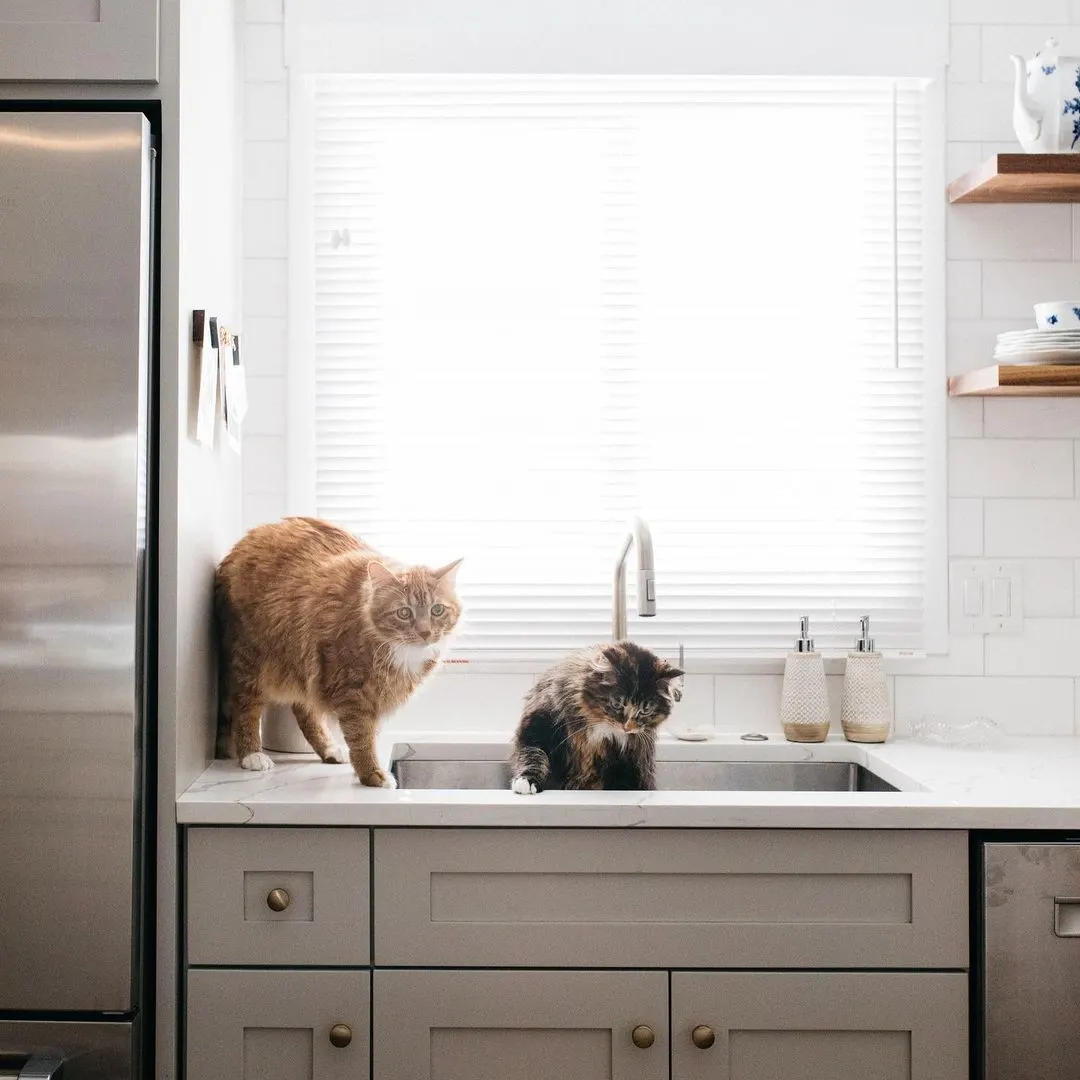 Two cats on kitchen counter