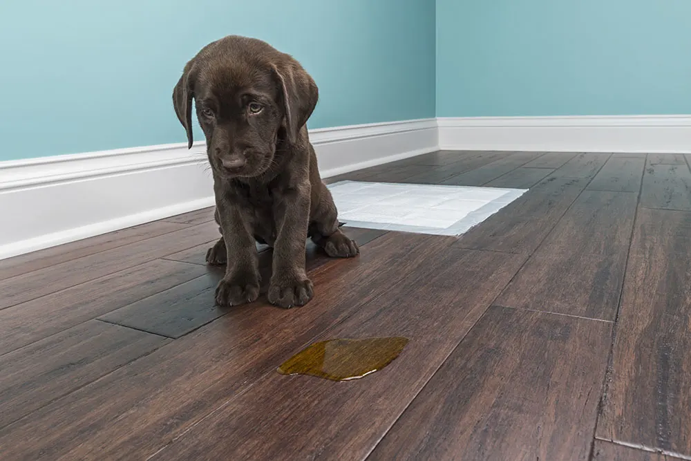 What are the best products for cleaning pet accidents?