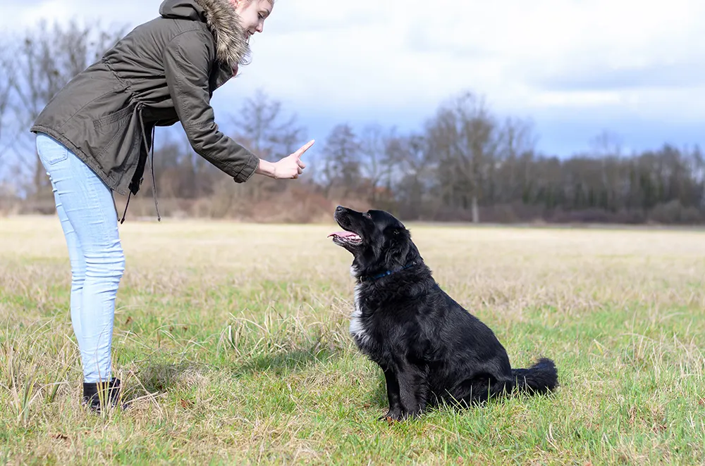 How dogs process human language