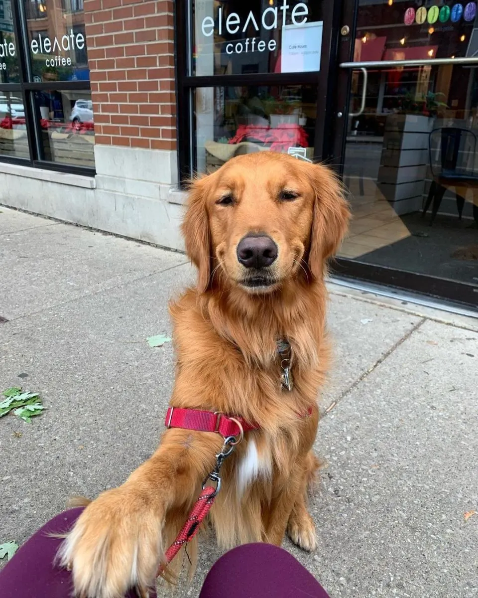 golden retriever sitting outside coffee shop