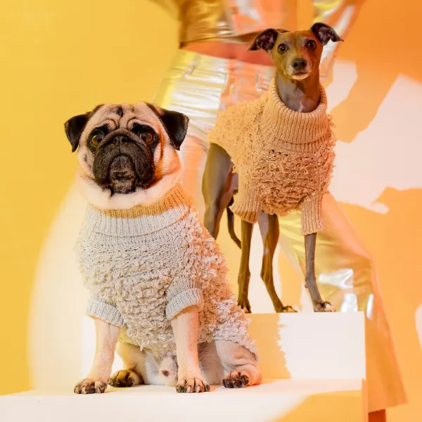 Two dogs in sweaters