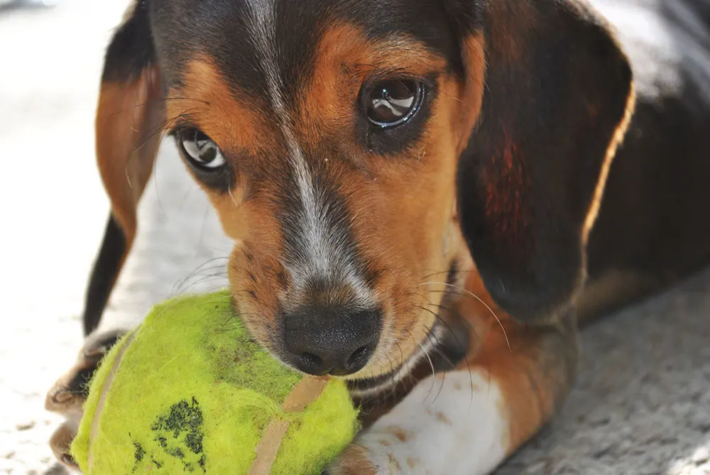 Don’t let dog chew bones or tennis balls