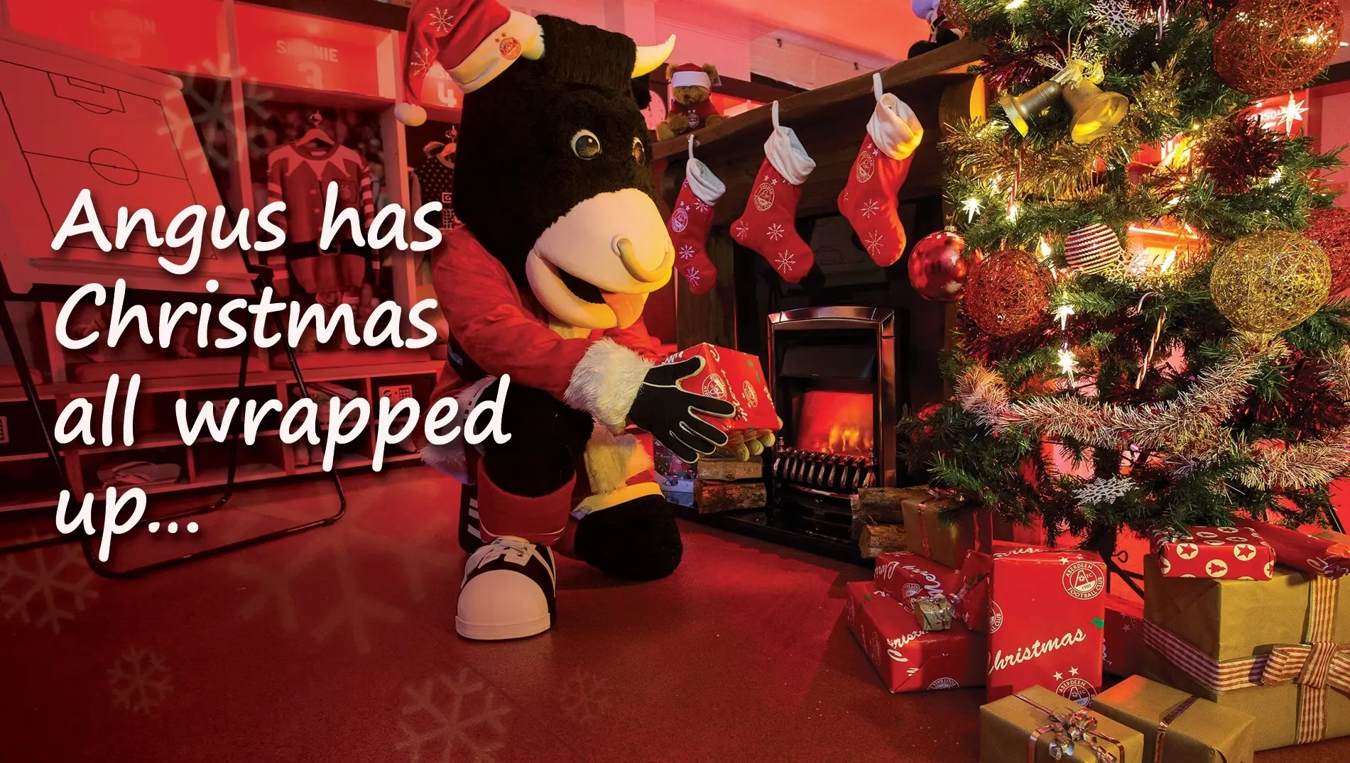 Meet Angus the Bull in the Club Shop this Thursday!