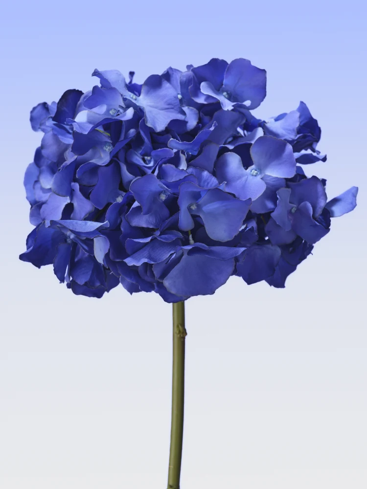 Hortensia Blauw 625