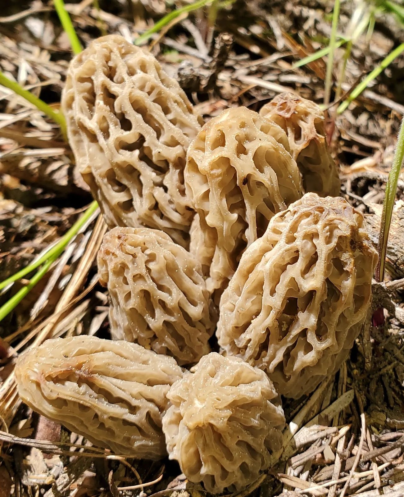 Forest To Table Where To Purchase Morel Mushrooms Foraged Foraged   Where To Purchase Morel Mushrooms 