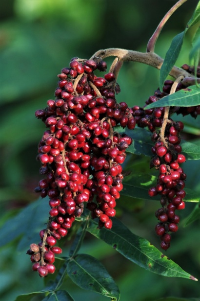 Poison Sumac Berries