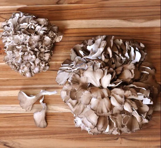 How To Prepare Maitake Mushrooms Cleaning, Cutting, and Storing