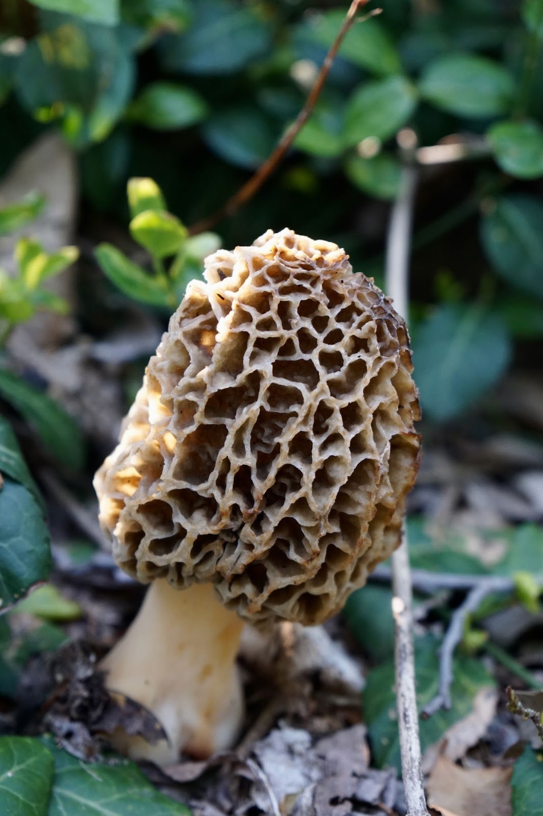 Fresh Morels Where to Find and Buy Fresh Morel Mushrooms - Foraged - Foraged