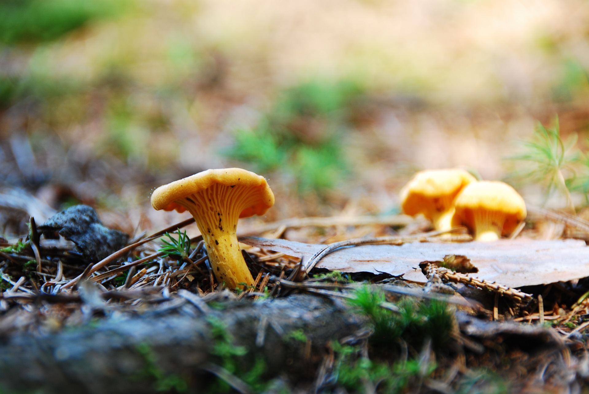 How to Start Selling Chanterelle Mushrooms Online Foraged Foraged
