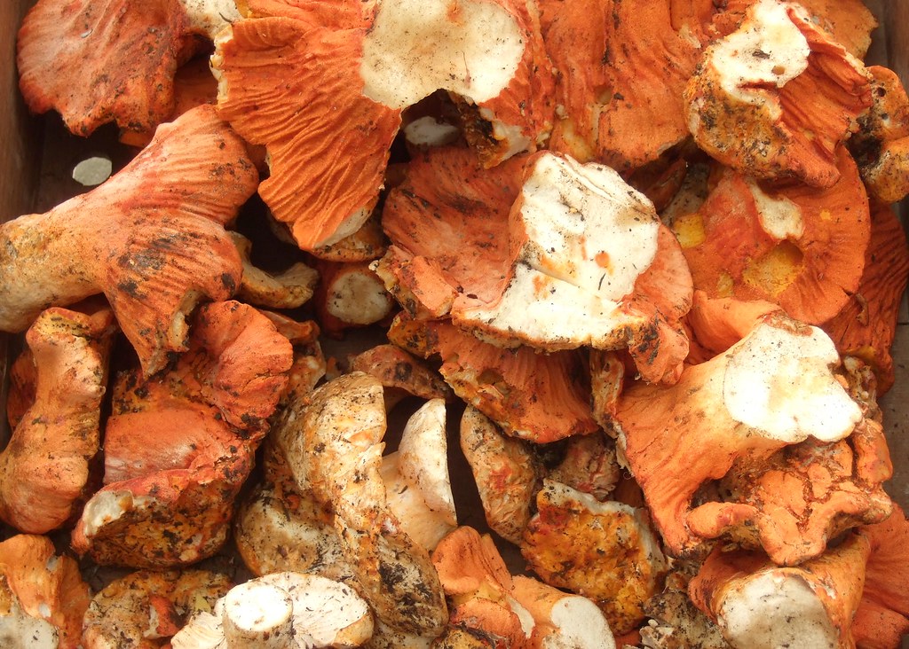 Hunting Where Can I Find Lobster Mushrooms Foraged Foraged