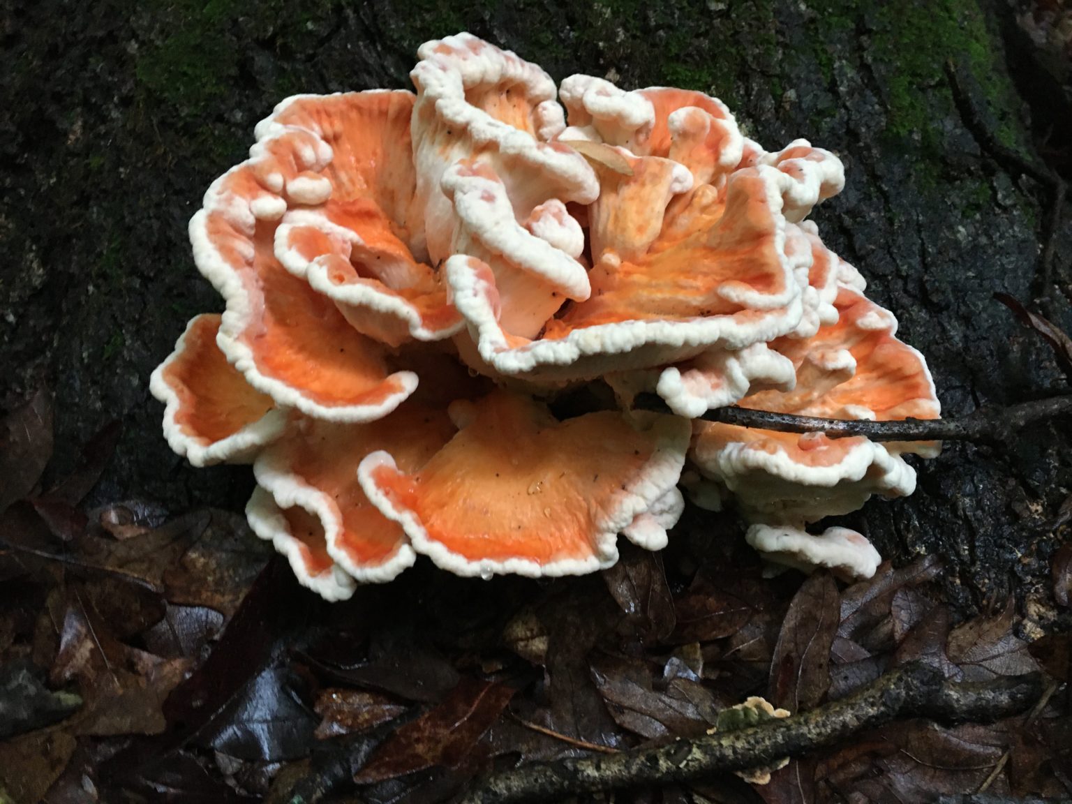 Chicken of the Woods Mushroom Seasoning – HaaShrooms