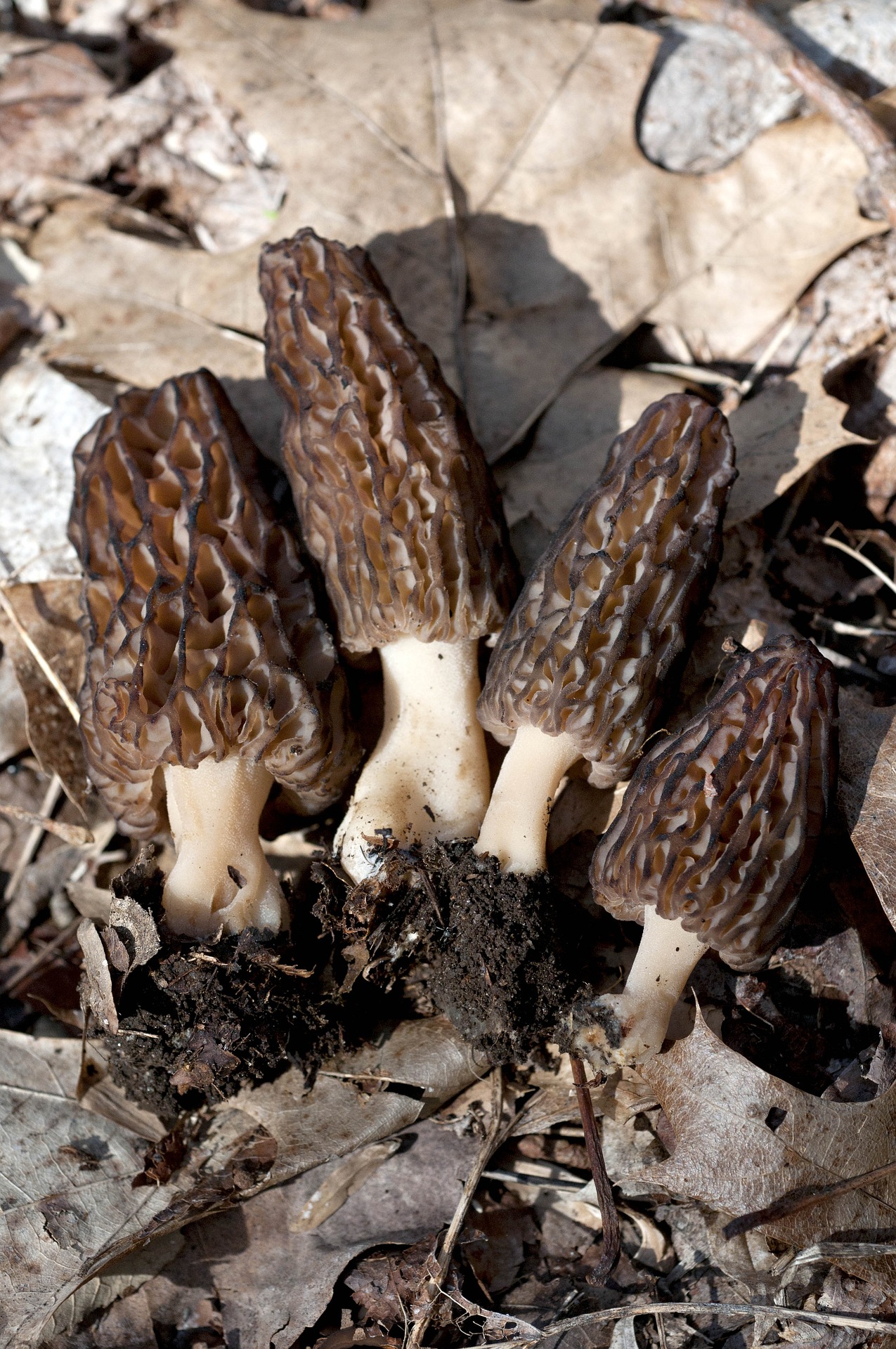 Can You Freeze Fresh Morel Mushrooms? Preserving the Wild Delicacy 