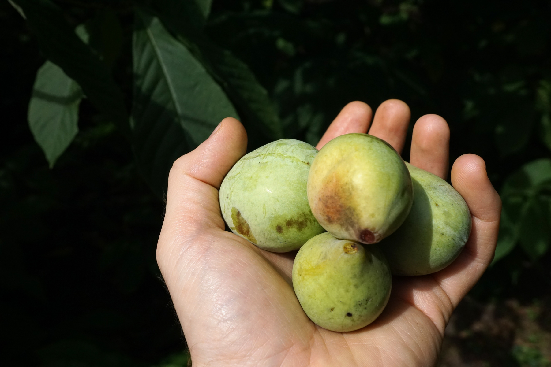 What is a Pawpaw? When Are Pawpaws Ripe for the Picking? Foraged