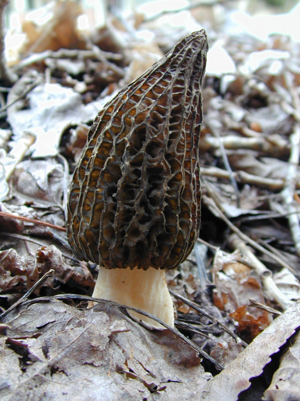Hobby To Profit Where to Sell Your Morel Mushrooms Foraged Foraged