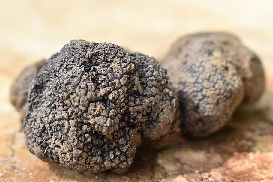 Truffle Shuffle What Are Truffles and Why Are They So Delicious