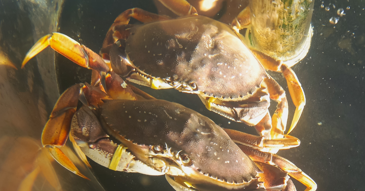 Unveiling the Ocean's Gem: What Is Dungeness Crab - Foraged - Foraged