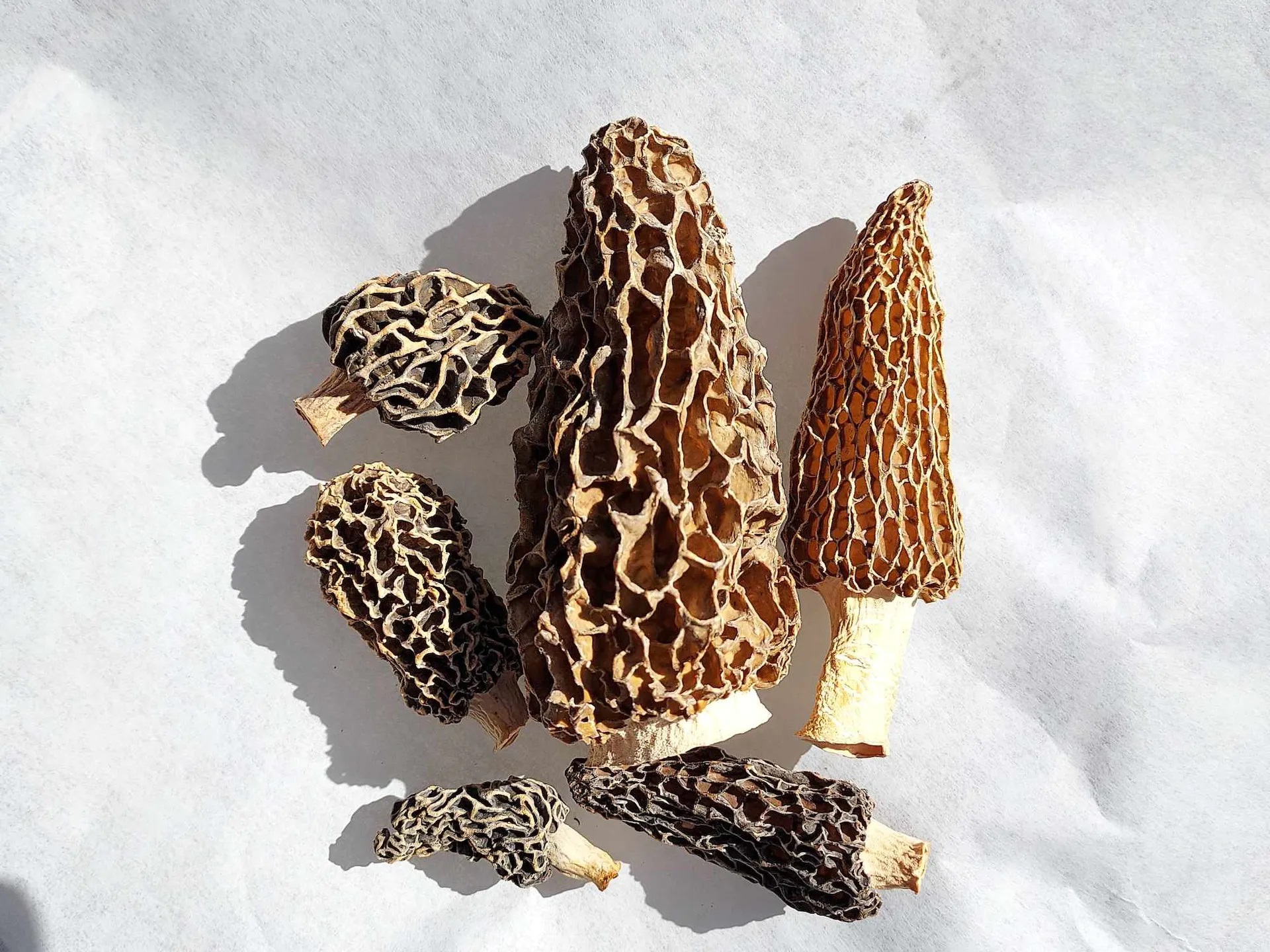 Fresh Morel Mushrooms: The Ultimate Guide to Buying and Cooking