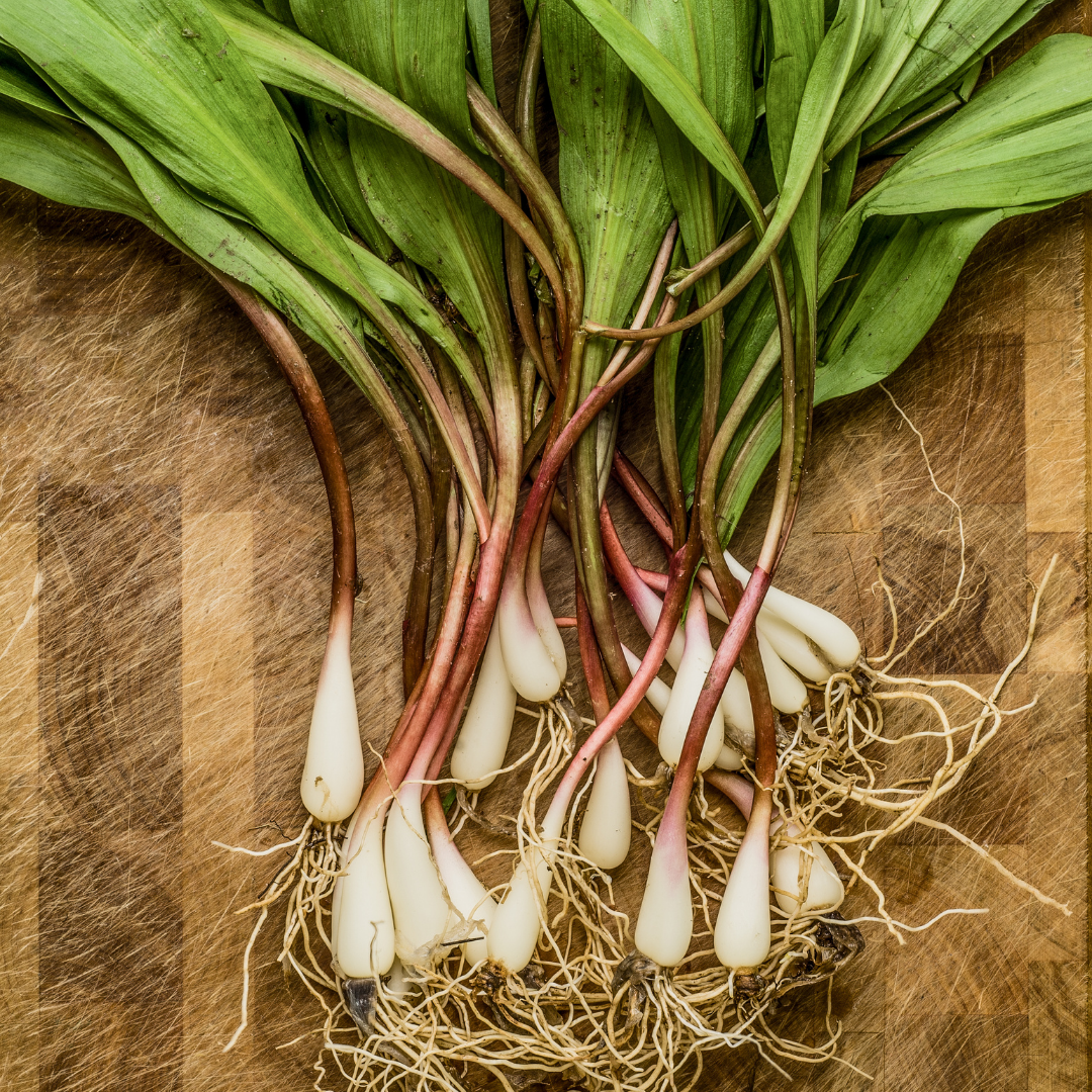 Ramp Pesto - Foraged