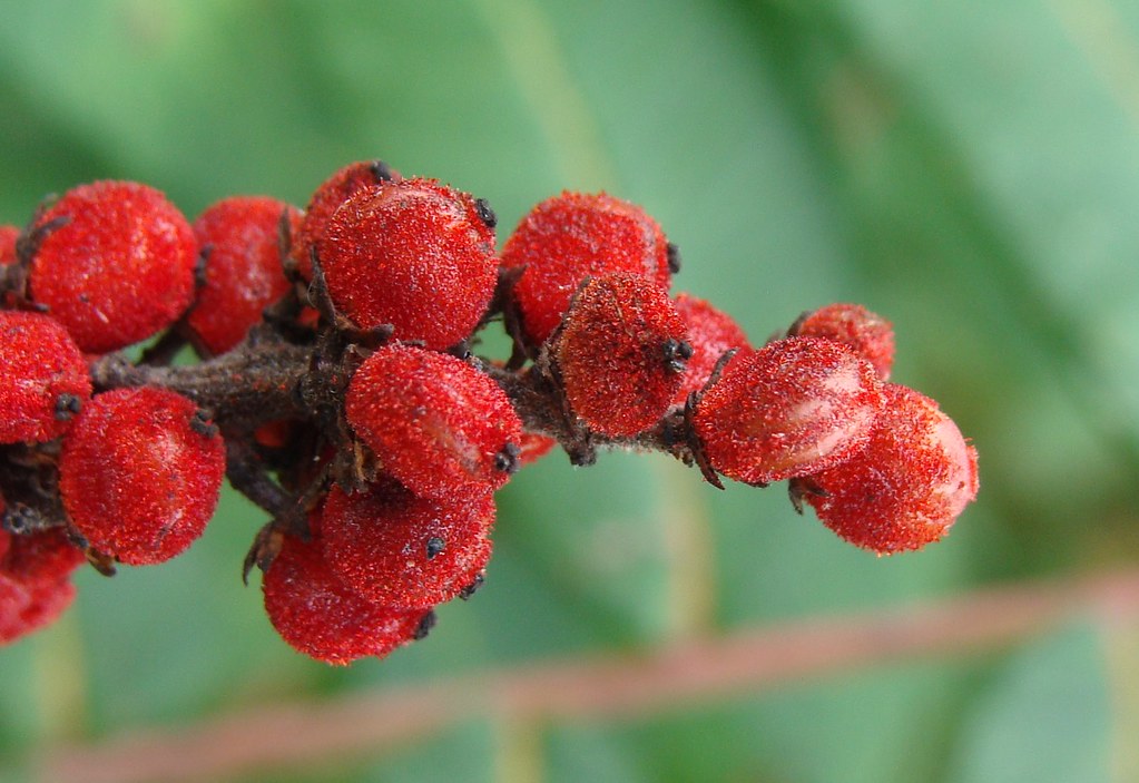 Can You Eat Sumac Berries? Unveiling Their Edibility Foraged Foraged