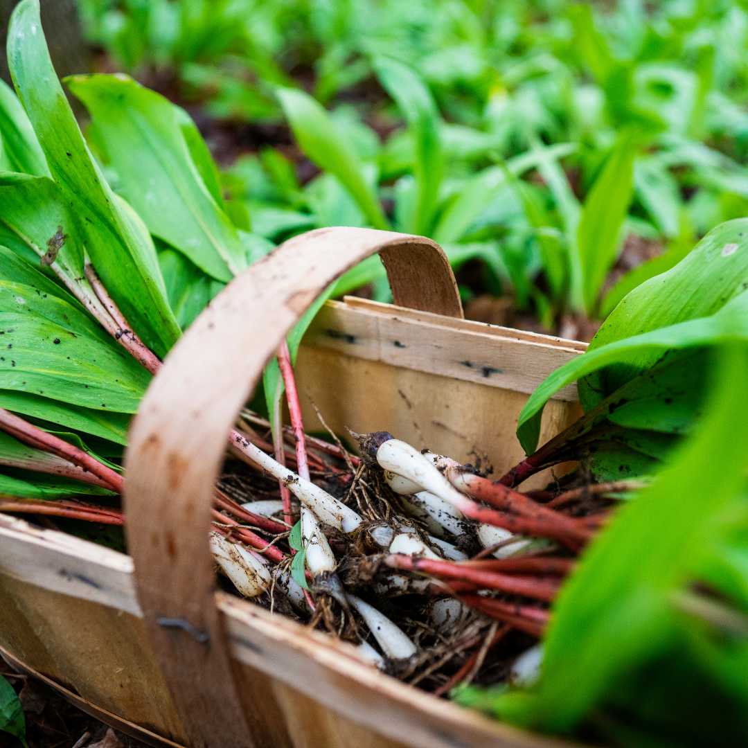 Seasoned Pickled Ramps - Foraged