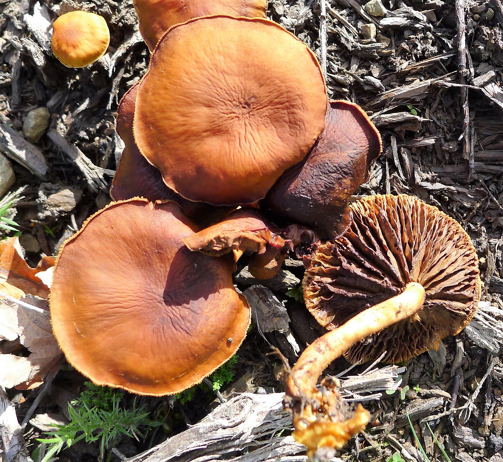 Identifying Candy Cap Mushroom LookAlikes A Guide to Avoiding