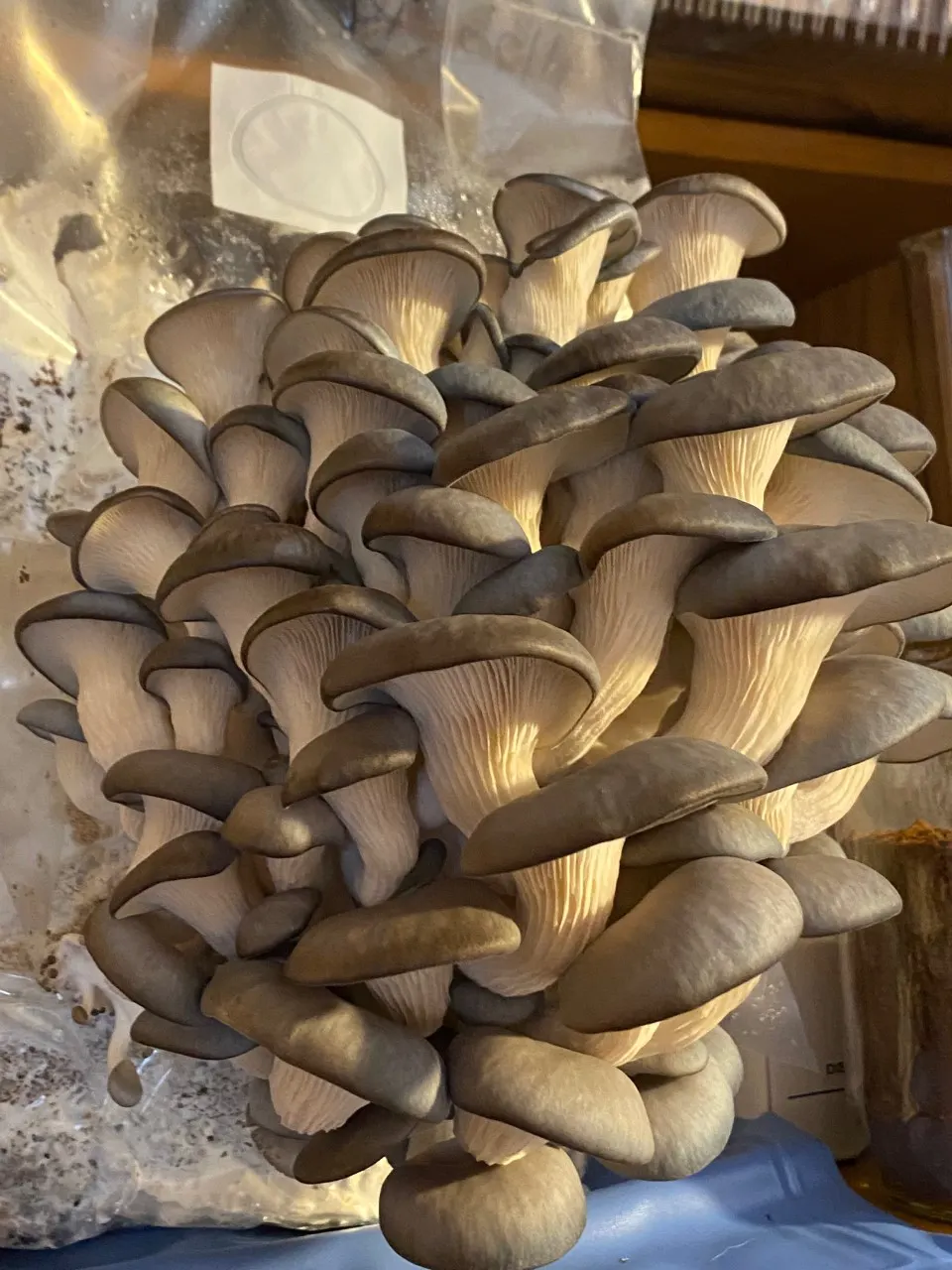How to Grow Oyster Mushrooms at Home