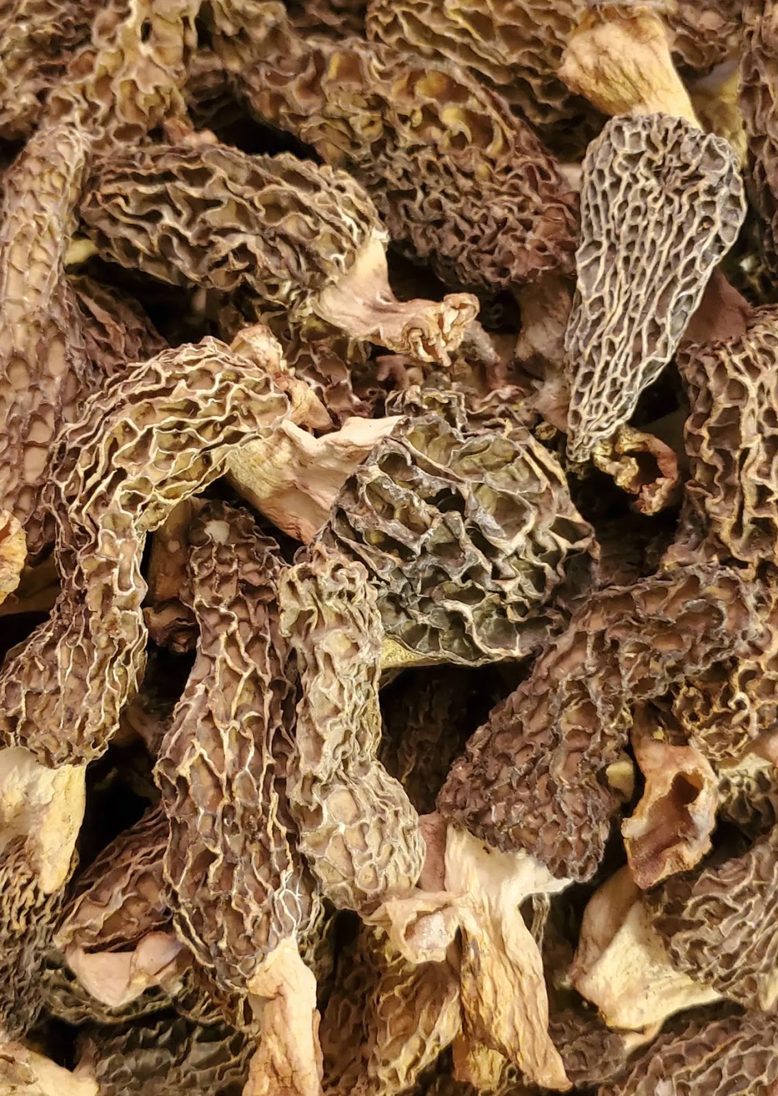 The World of Dried Morel Mushrooms Cooking and Storage Foraged Foraged