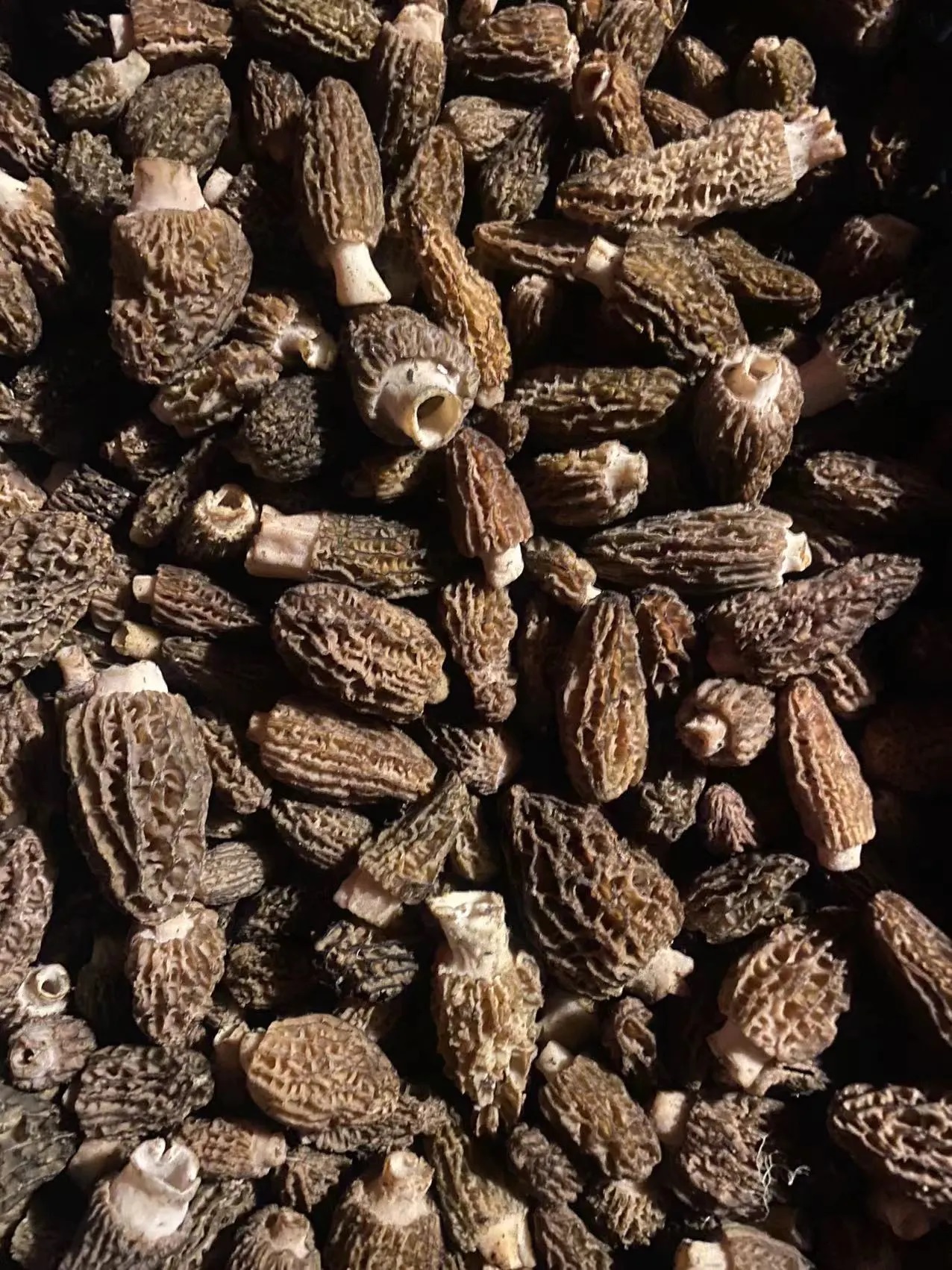 Discovering the Delightful Flavors of Black Morel Mushrooms Foraged