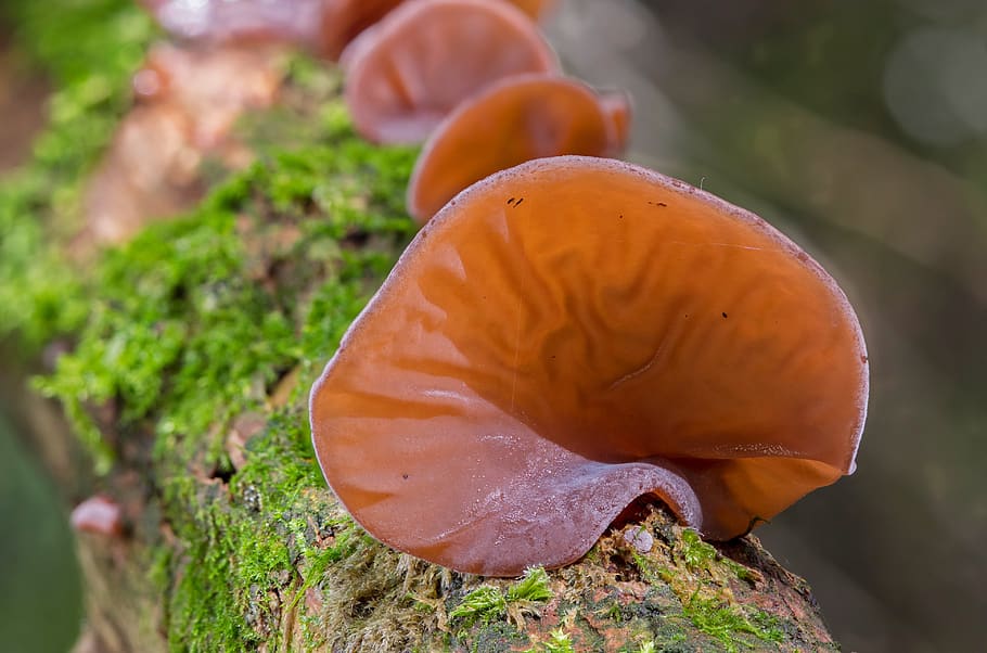 Beyond the Basics Types of Wood Ear Mushrooms Foraged Foraged