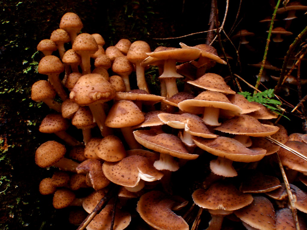 Types of Honey Mushrooms: Identifying and Utilizing Different Varieties ...