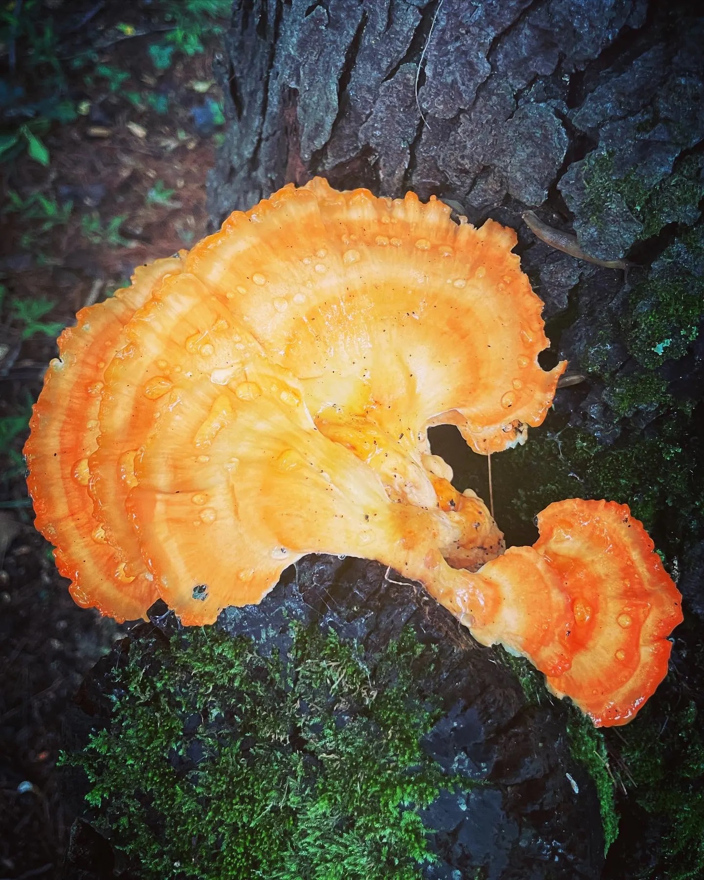 chicken of the woods identification