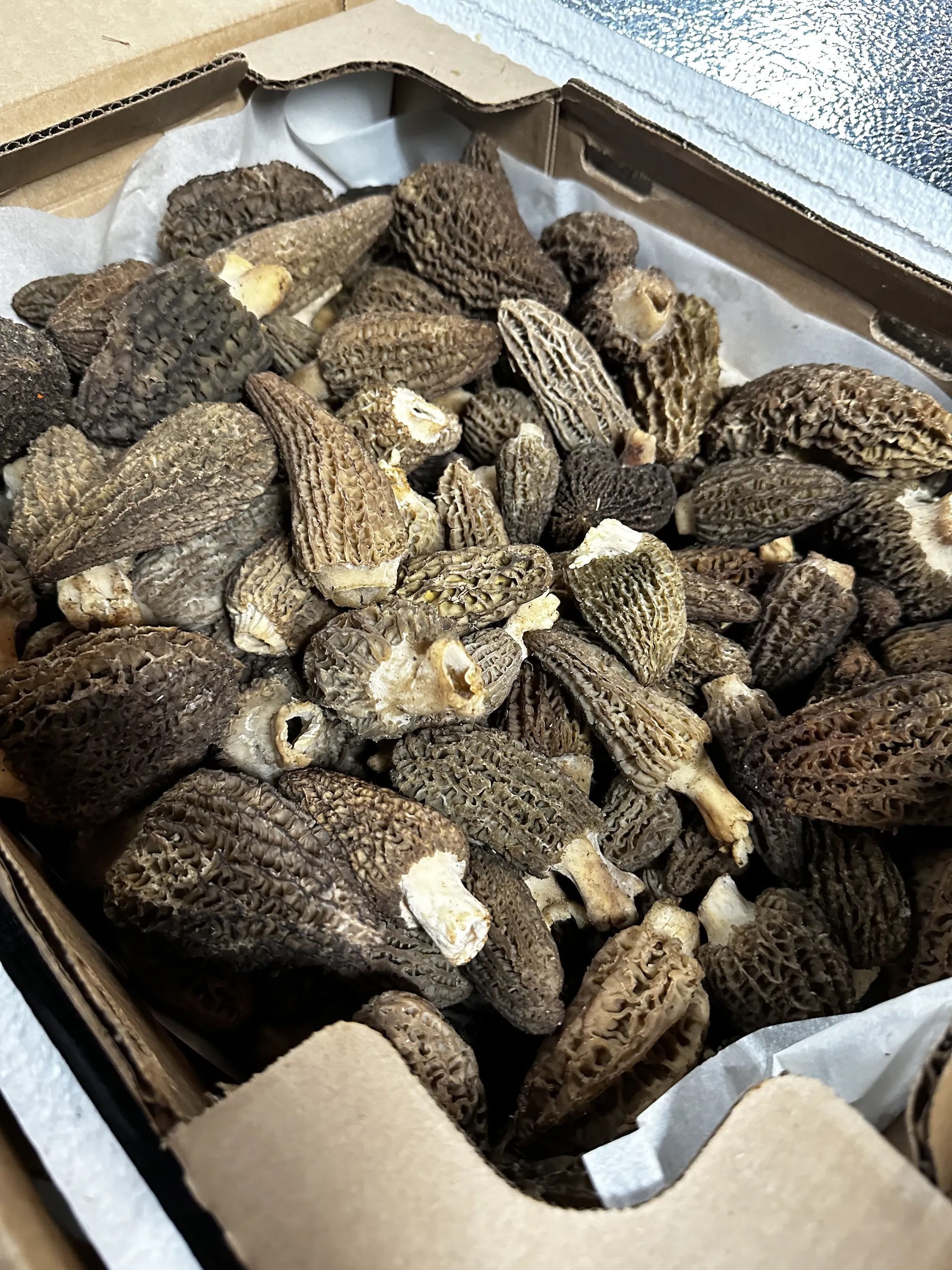 How to Grow Morel Mushrooms with Expert Techniques and Tips - Foraged