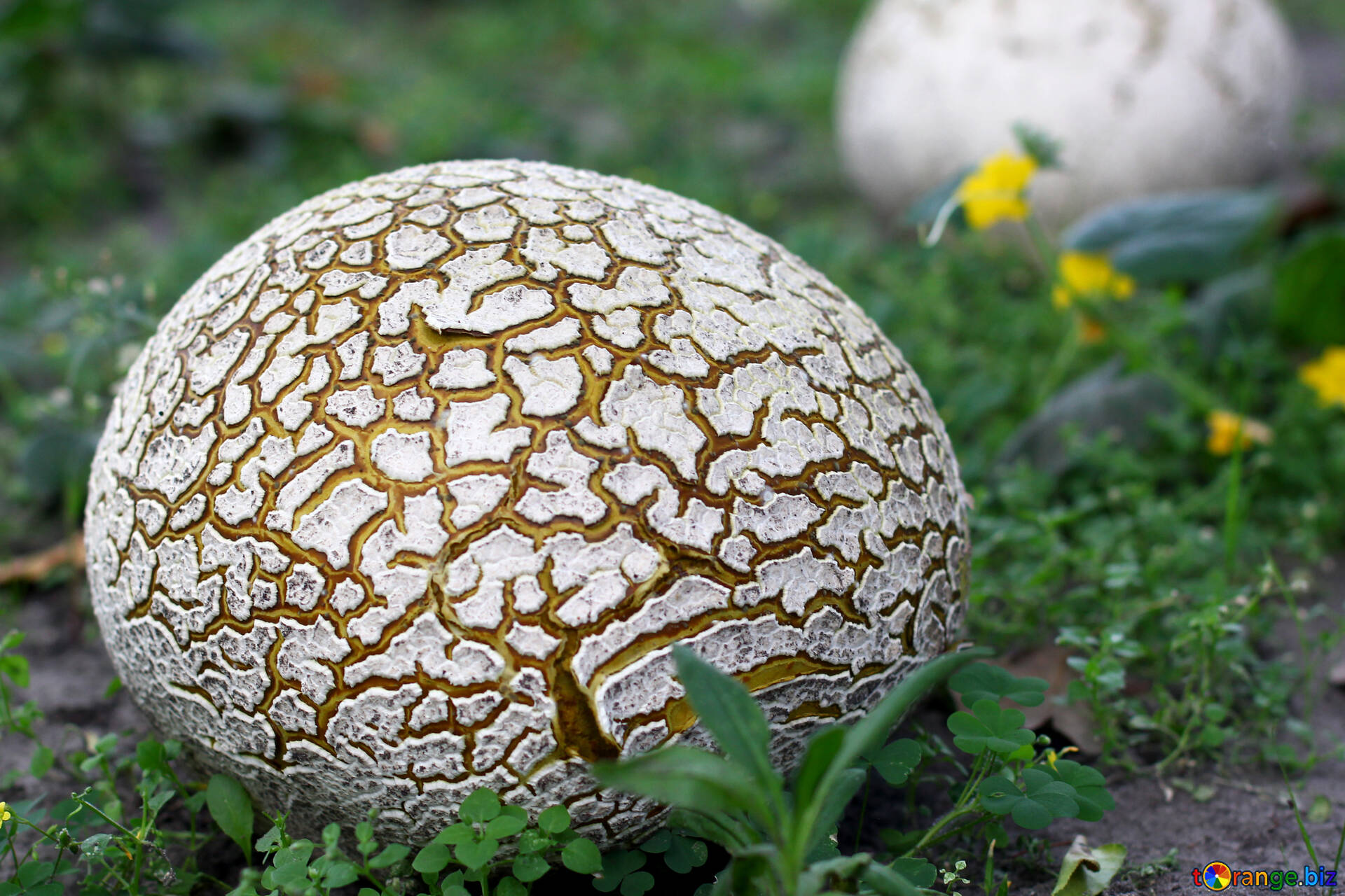 Puffball Mushrooms: The Ultimate Guide