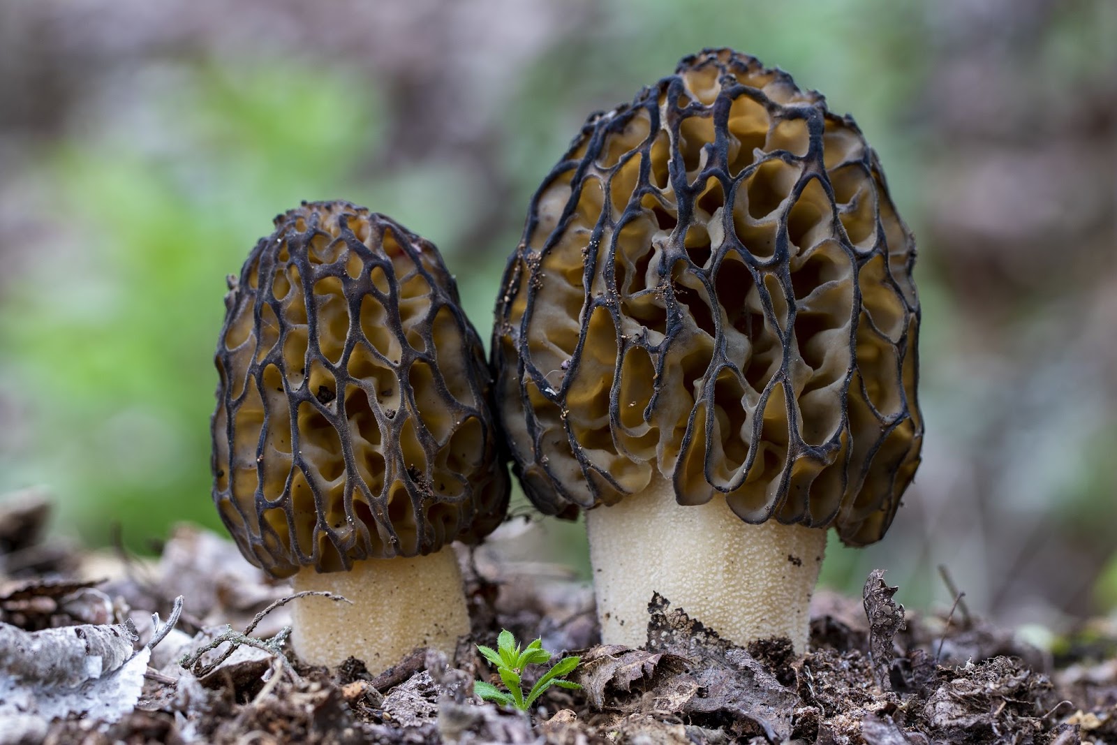 Morel Mushroom Madness: Where To Buy Morel Mushrooms - Foraged - Foraged