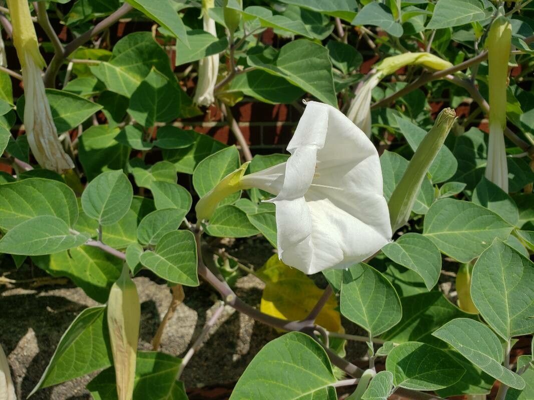 How to Harvest Moonflower Seeds: A Guide to Reaping Nature's Lunar ...