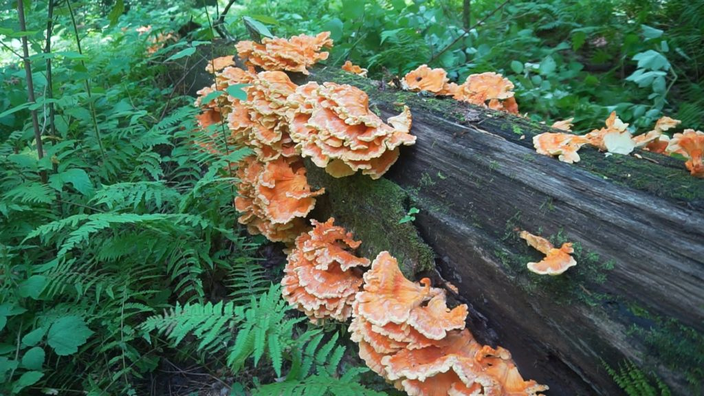 21+ Chicken Of The Woods Benefits