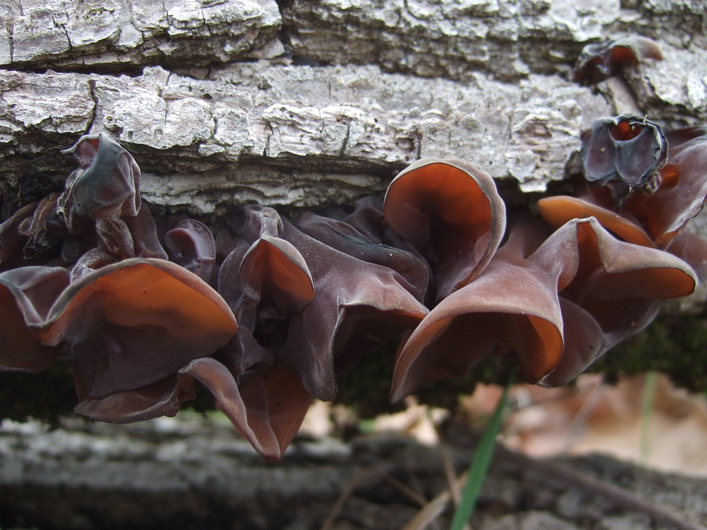 How to Prepare Wood Ear Mushrooms for Your Next Meal Foraged Foraged